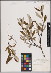 Foto von Salix candida Flüggé ex Willd.